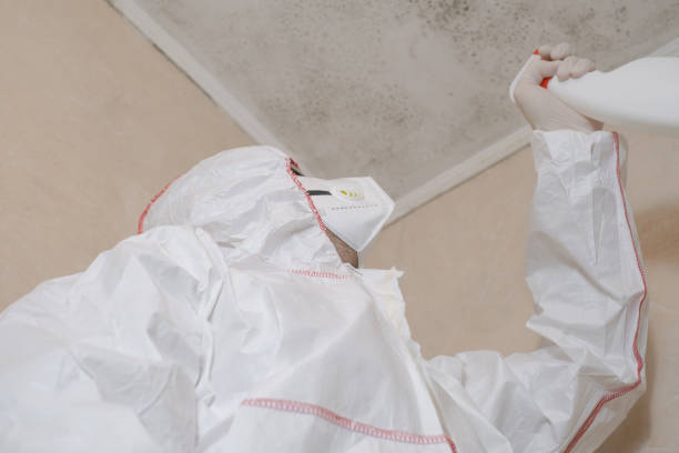 Best Attic Mold Removal  in Tipp City, OH