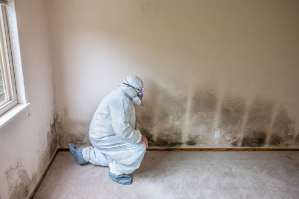 Mold Removal Process in Tipp City, OH