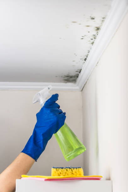 Best Commercial Mold Removal  in Tipp City, OH