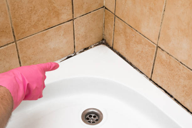 Best Office Mold Removal Services  in Tipp City, OH